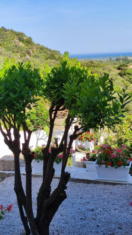 Casa L'Ulivariu Affittacamere San Teodoro  Extérieur photo